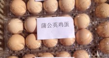 生态农业新项目：让鸡吃中草药 市场非常青睐下的生态蛋